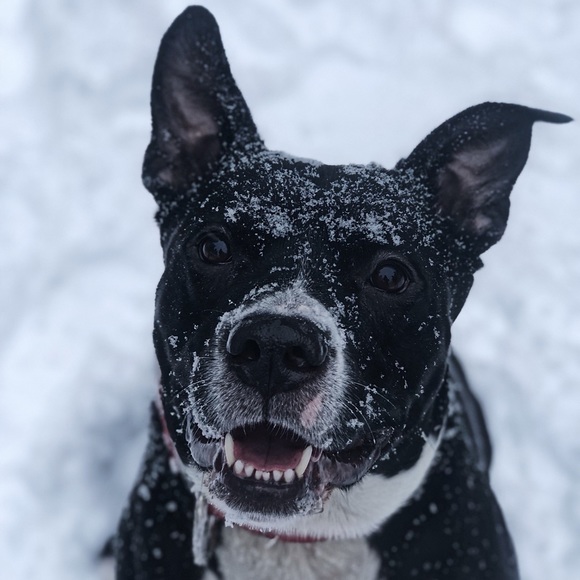 Meet your Posher, Kiara - Picture 2 of 5